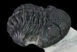 Pedinopariops Trilobite - Mrakib, Morocco #171529-1